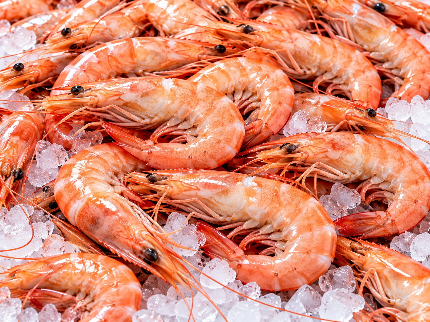 Shrimp